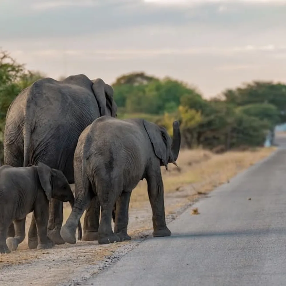 Southern Africa's Human-Elephant Conflict Risk Could Double Across Expanding Landscapes by 2085