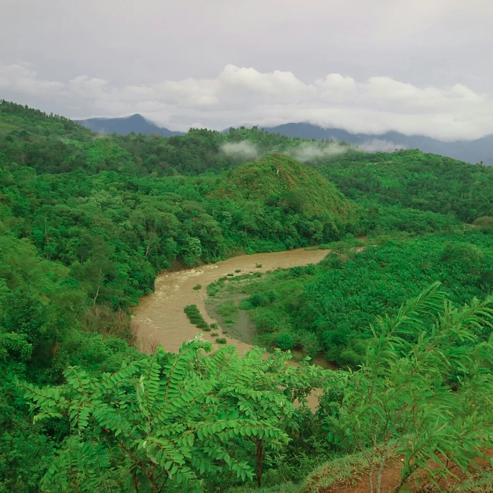 Carbon Removal Expansion Risks Encroaching on Biodiversity Strongholds