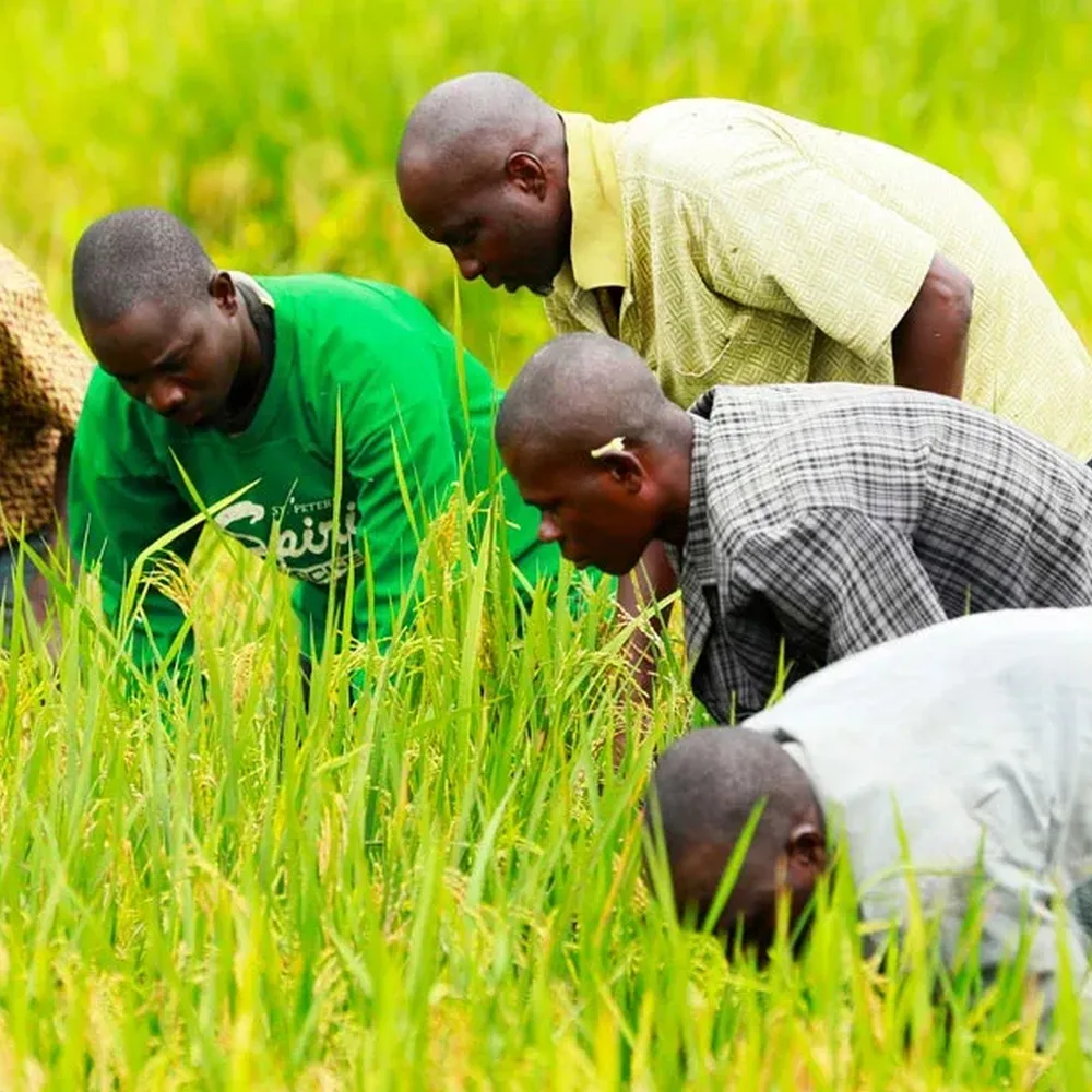Maboudou Dosso’s Bigger Harvest Shows How Smallholder Support Can Transform A Family