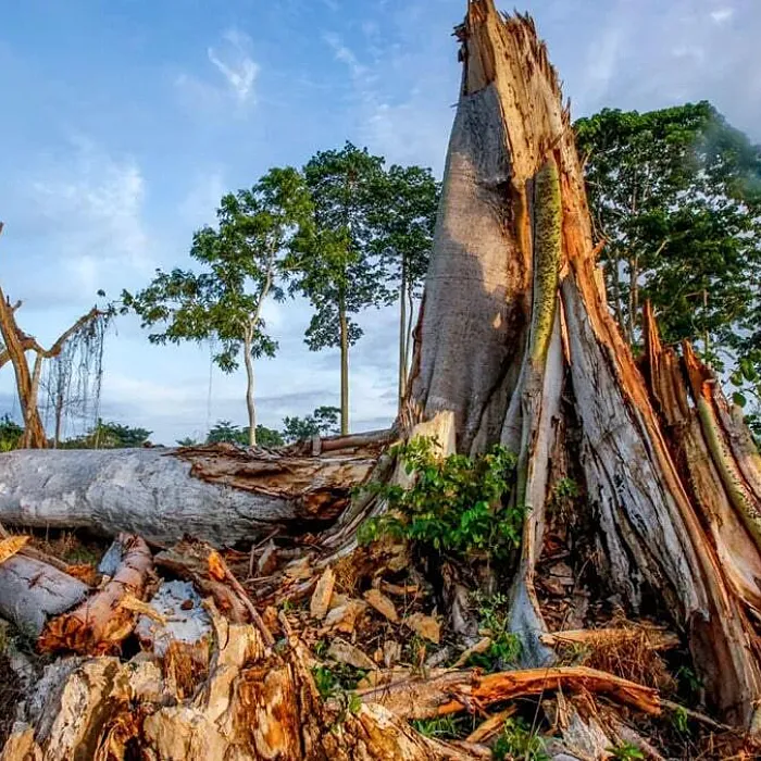 Africa’s Sustainability Crisis Is Now an Execution Test, Not a Vision Deficit